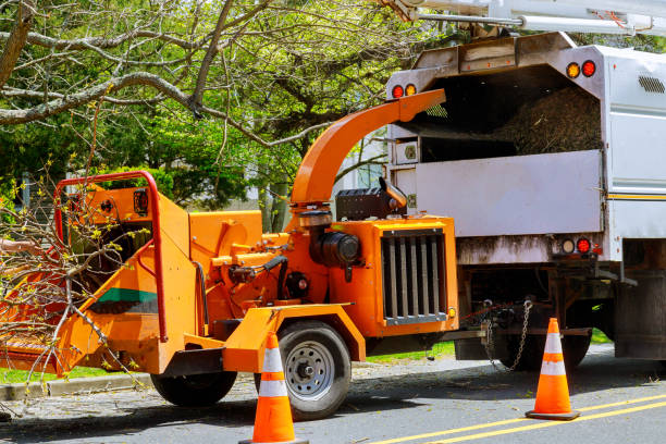 Best Tree Mulching  in Whitewater, CA